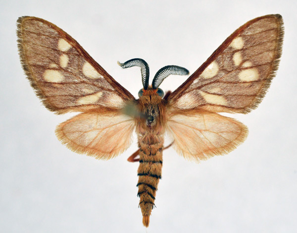 /filer/webapps/moths/media/images/O/obscurus_Pseudothyretes_AM_NHMO.jpg
