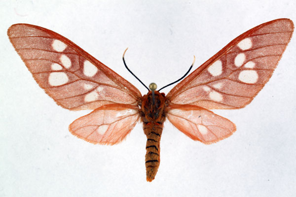/filer/webapps/moths/media/images/O/obscurus_Pseudothyretes_PTF_ZSM.jpg