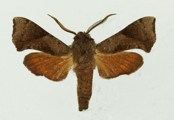 /filer/webapps/moths/media/images/O/obscurus_Sphingonaepiopsis_AM_Basquin_01.jpg