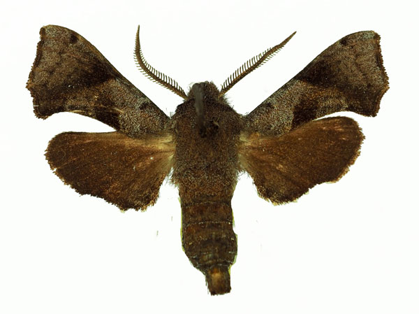 /filer/webapps/moths/media/images/O/obscurus_Sphingonaepiopsis_AM_Basquin_02.jpg