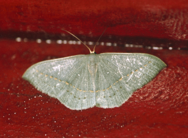 /filer/webapps/moths/media/images/O/observata_Traminda_A_Roland_04.jpg