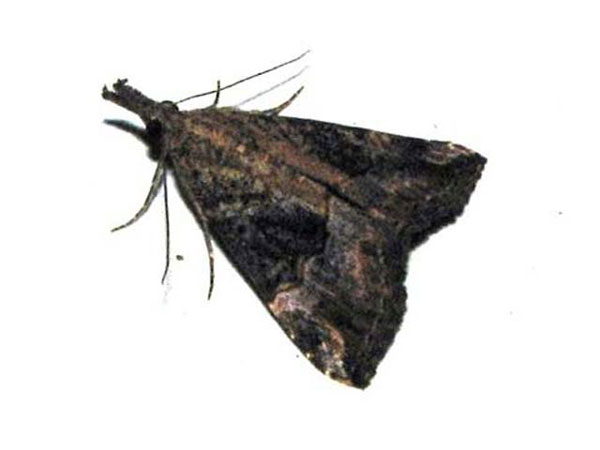 /filer/webapps/moths/media/images/O/obsitalis_Hypena_A_Goff.jpg
