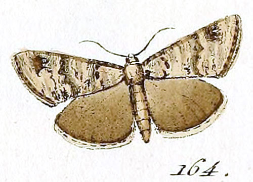 /filer/webapps/moths/media/images/O/obsitalis_Pyralis_ST_Hubner_25-164.jpg