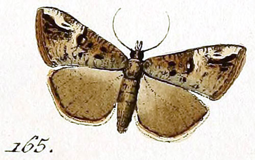 /filer/webapps/moths/media/images/O/obsitalis_Pyralis_ST_Hubner_25-165.jpg