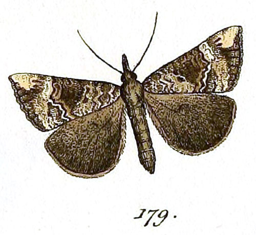 /filer/webapps/moths/media/images/O/obsitalis_Pyralis_ST_Hubner_28-179.jpg