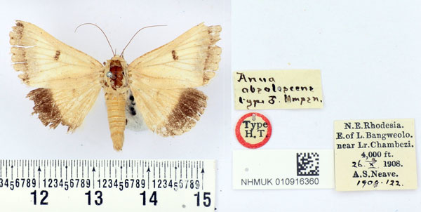 /filer/webapps/moths/media/images/O/obsolescens_Anua_HT_BMNH.jpg