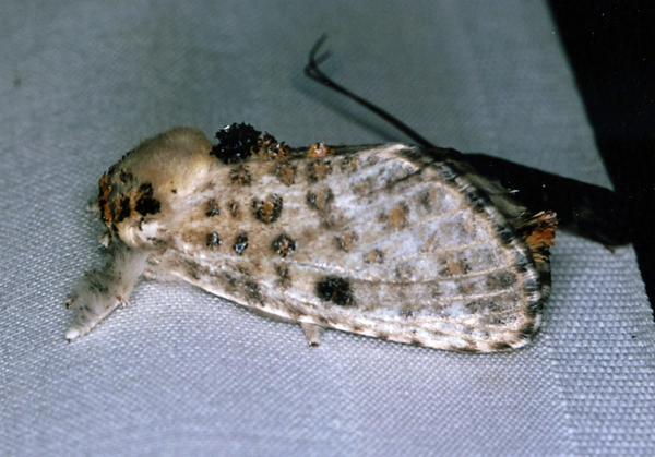 /filer/webapps/moths/media/images/O/obsolescens_Salagena_F_Roland_01.jpg