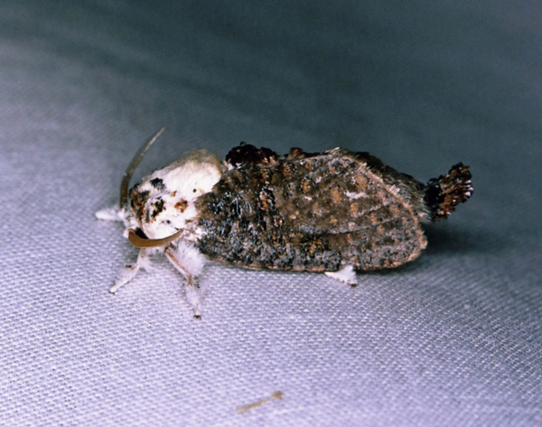 /filer/webapps/moths/media/images/O/obsolescens_Salagena_M_Roland_01.jpg