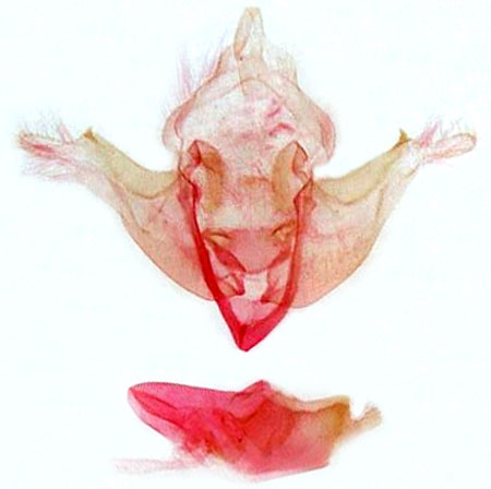 /filer/webapps/moths/media/images/O/obsoleta_Acrapex_GM_MSNM_Berio5087.jpg