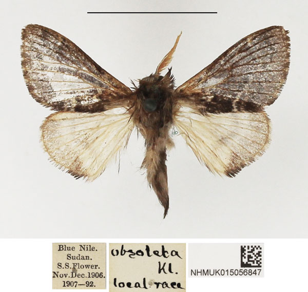 /filer/webapps/moths/media/images/O/obsoleta_Anadiasa_AM_NHMUK.jpg