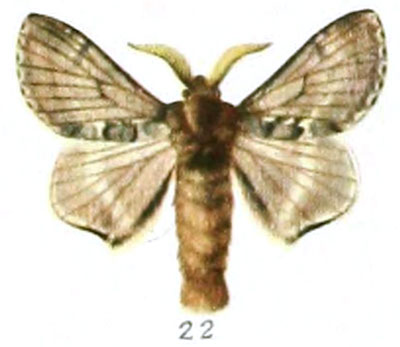 /filer/webapps/moths/media/images/O/obsoleta_Anadiasa_AM_Rebel_1-22.jpg