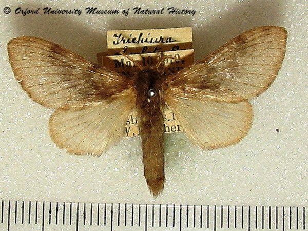 /filer/webapps/moths/media/images/O/obsoleta_Anadiasa_A_OUMNH_01.jpg