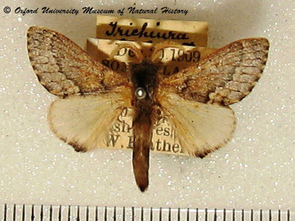 /filer/webapps/moths/media/images/O/obsoleta_Anadiasa_A_OUMNH_02.jpg