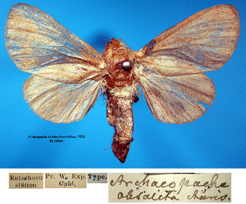 /filer/webapps/moths/media/images/O/obsoleta_Archaeopacha_HT_SNHMa.jpg