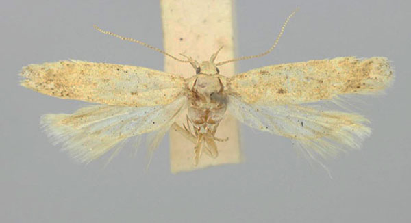 /filer/webapps/moths/media/images/O/obsoletella_Scrobipalpa_AF_TMSA.jpg