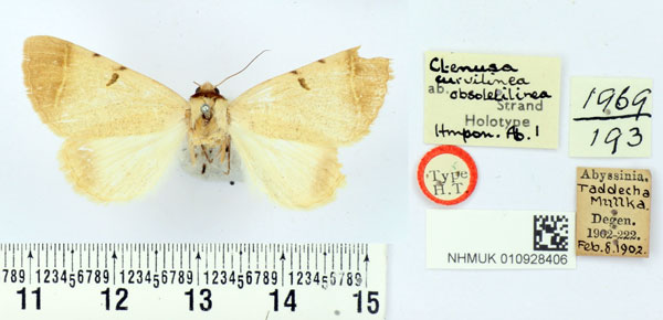 /filer/webapps/moths/media/images/O/obsoletilinea_Ctenusa_HT_BMNH.jpg