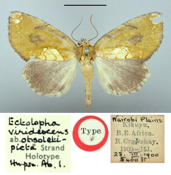 /filer/webapps/moths/media/images/O/obsoletipicta_Ectolopha_HT_BMNH.jpg