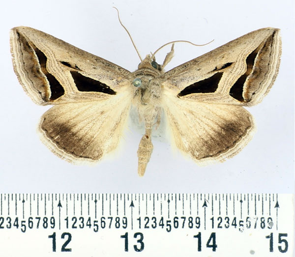 /filer/webapps/moths/media/images/O/obstans_Cuneisigna_AM_BMNH.jpg