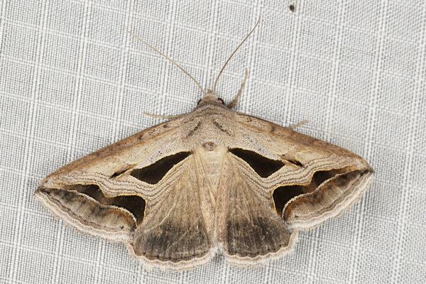 /filer/webapps/moths/media/images/O/obstans_Cuneisigna_A_Heyns_01.JPG