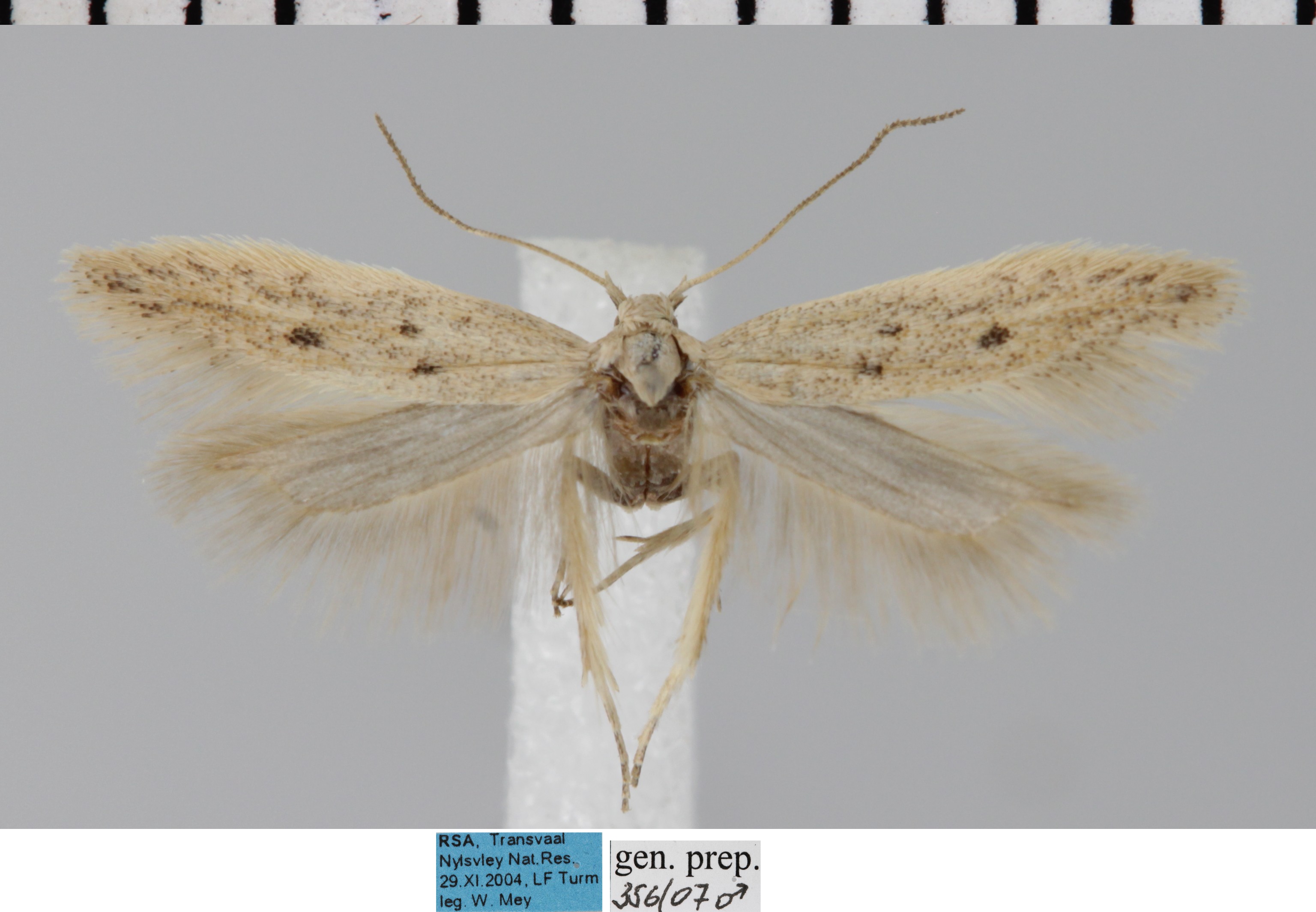/filer/webapps/moths/media/images/O/obstans_Ephysteris_AM_MfN.jpg