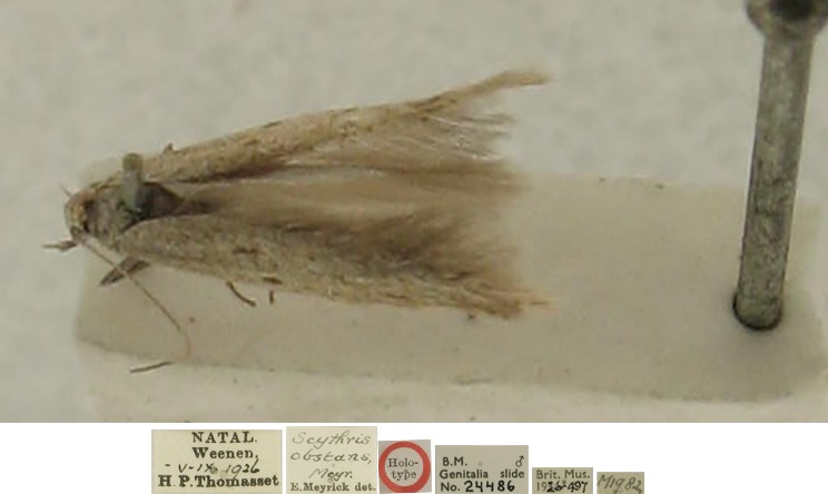 /filer/webapps/moths/media/images/O/obstans_Scythris_MHT_NHMUK.jpg