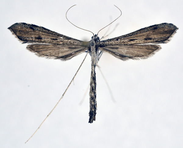 /filer/webapps/moths/media/images/O/obstinata_Agdistis_A_NHMO_01.jpg