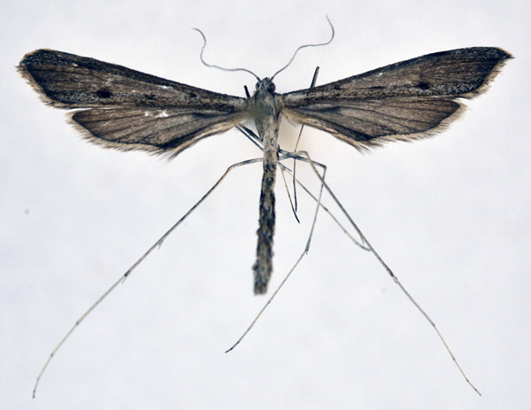 /filer/webapps/moths/media/images/O/obstinata_Agdistis_A_NHMO_02.jpg