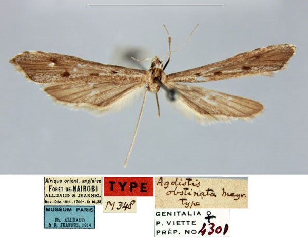 /filer/webapps/moths/media/images/O/obstinata_Agdistis_HT_MNHN.jpg