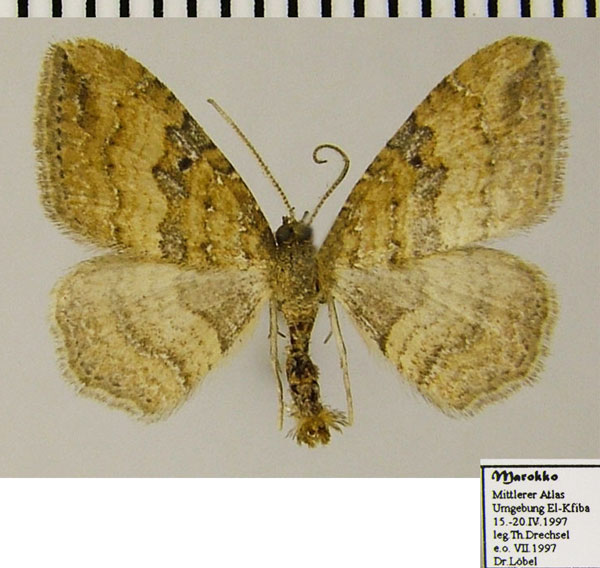 /filer/webapps/moths/media/images/O/obstipata_Orthonama_AM_ZSMa.jpg