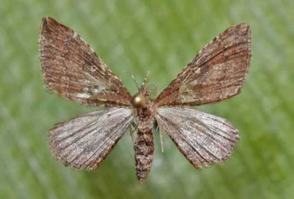 /filer/webapps/moths/media/images/O/obstipata_Orthonama_A_Butler.jpg