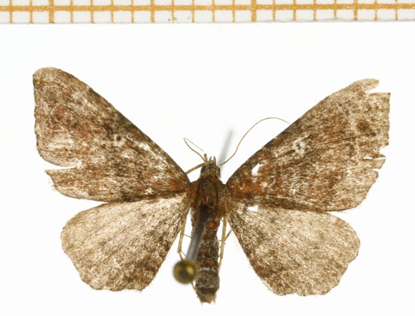 /filer/webapps/moths/media/images/O/obstipata_Orthonama_A_DePrins.jpg