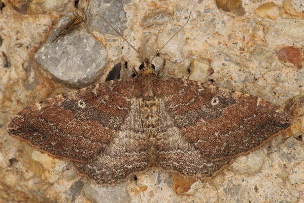 /filer/webapps/moths/media/images/O/obstipata_Orthonama_Eublemma_A_Heyns_02.JPG