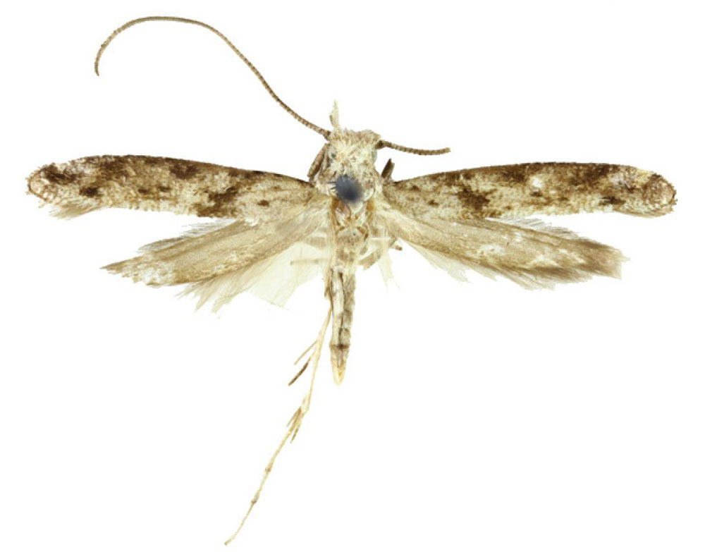 /filer/webapps/moths/media/images/O/obtorta_Xyrosaris_LT_BMNH.jpg