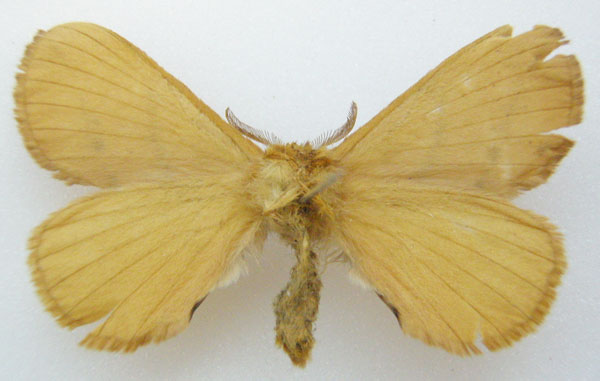 /filer/webapps/moths/media/images/O/obtusa_Poloma_HT_NHMUKb.jpg