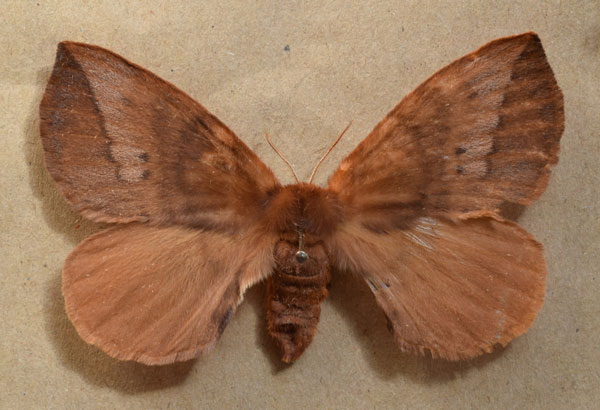 /filer/webapps/moths/media/images/O/obtusa_Stenoglene_AF_Butler.jpg