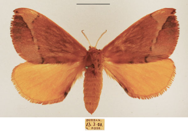 /filer/webapps/moths/media/images/O/obtusa_Stenoglene_AF_TMSA_01.jpg