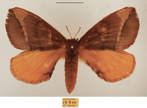 /filer/webapps/moths/media/images/O/obtusa_Stenoglene_AF_TMSA_02.jpg