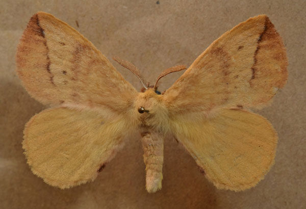 /filer/webapps/moths/media/images/O/obtusa_Stenoglene_AM_Butler.jpg