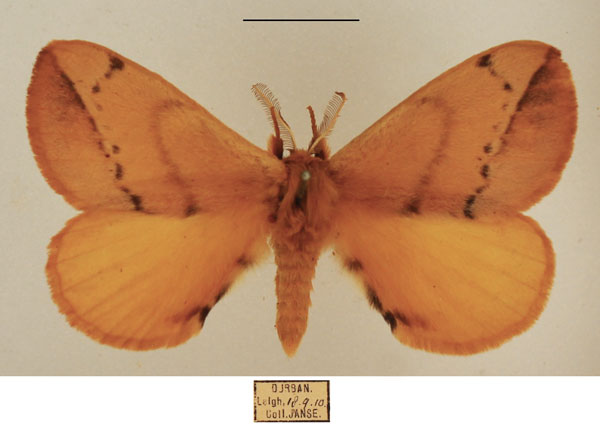 /filer/webapps/moths/media/images/O/obtusa_Stenoglene_AM_TMSA_01.jpg