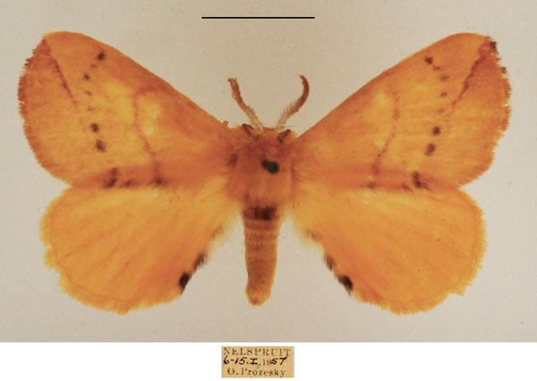 /filer/webapps/moths/media/images/O/obtusa_Stenoglene_AM_TMSA_02.jpg
