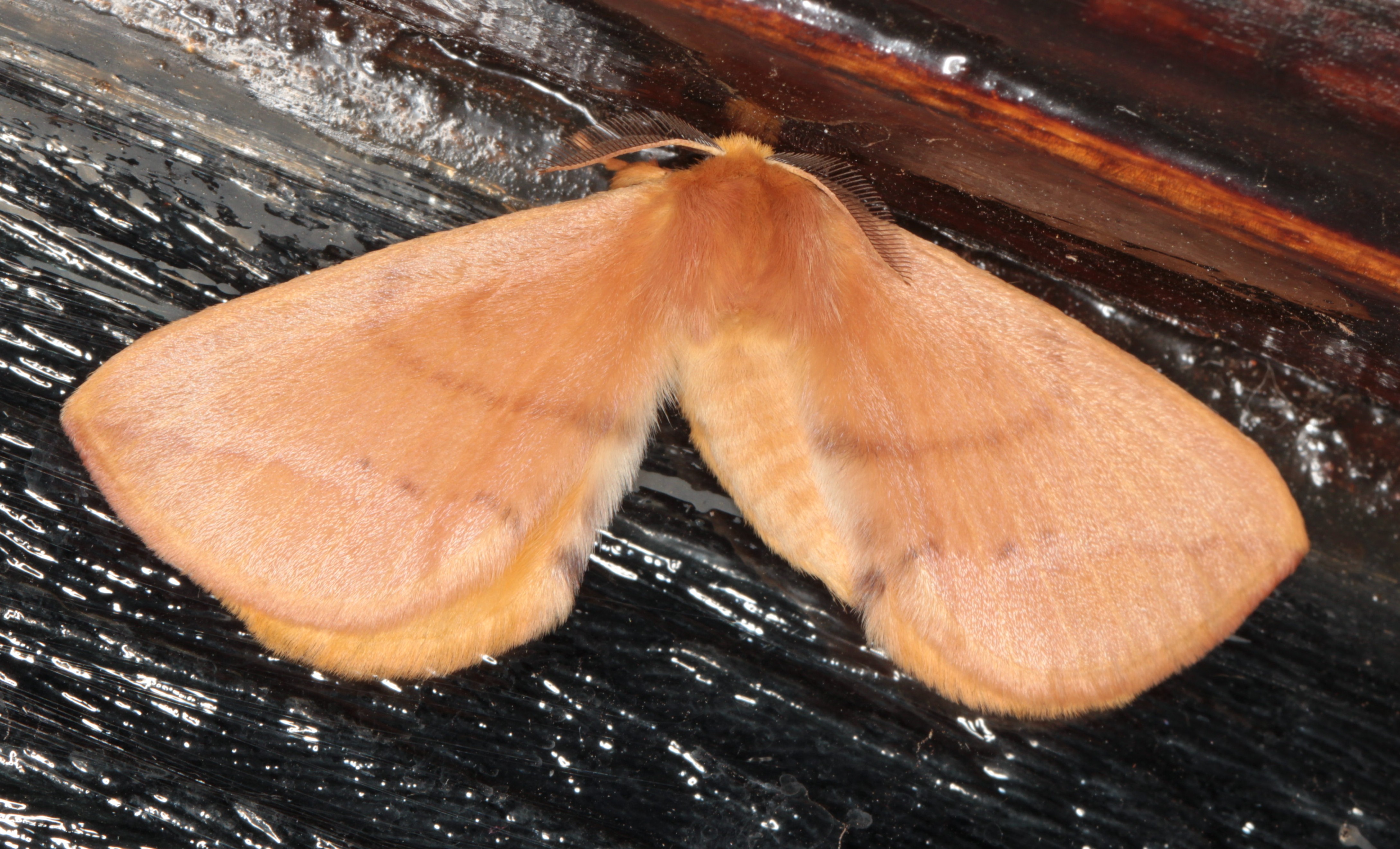 /filer/webapps/moths/media/images/O/obtusa_Stenoglene_A_Heyns_01.jpg