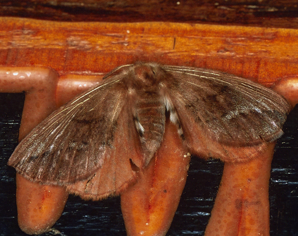 /filer/webapps/moths/media/images/O/obtusa_Stenoglene_A_Roland_01.jpg