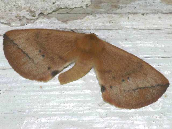 /filer/webapps/moths/media/images/O/obtusa_Stenoglene_A_Wursten.jpg
