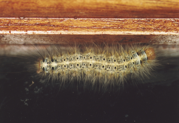 /filer/webapps/moths/media/images/O/obtusa_Stenoglene_C_Roland_10.jpg