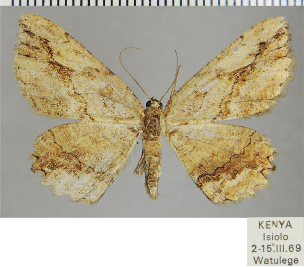/filer/webapps/moths/media/images/O/obtusata_Menophra_AF_ZSM.jpg