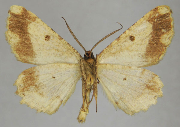 /filer/webapps/moths/media/images/O/obtusata_Menophra_AM_ZSMb.jpg