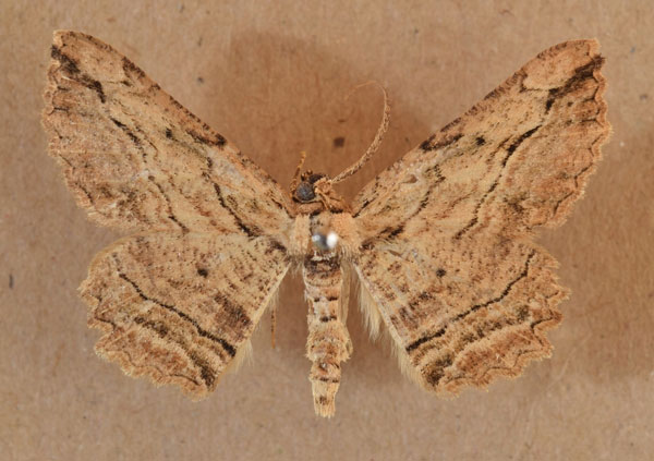 /filer/webapps/moths/media/images/O/obtusata_Menophra_A_Butler.jpg