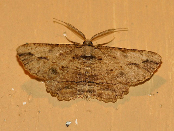 /filer/webapps/moths/media/images/O/obtusata_Menophra_A_Wursten.jpg