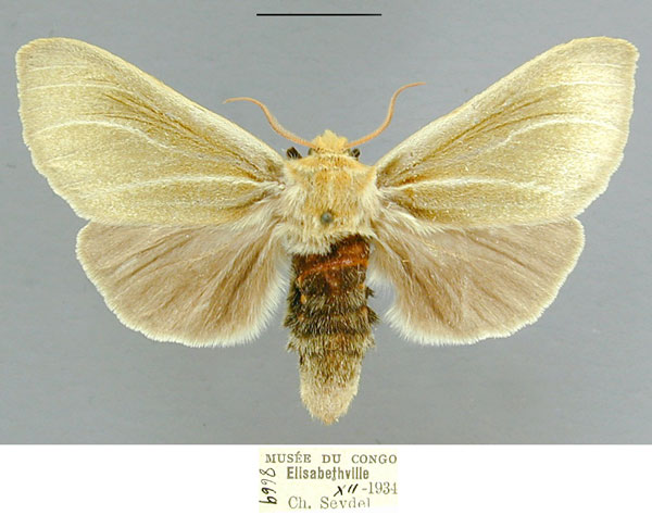 /filer/webapps/moths/media/images/O/obtusipuncta_Antheua_PTF_RMCA.jpg