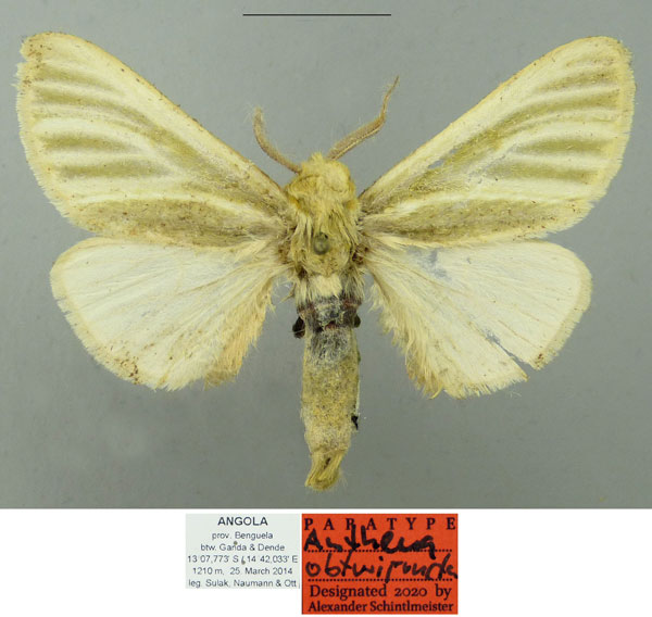 /filer/webapps/moths/media/images/O/obtusipuncta_Antheua_PTM_Schintlmeister.jpg